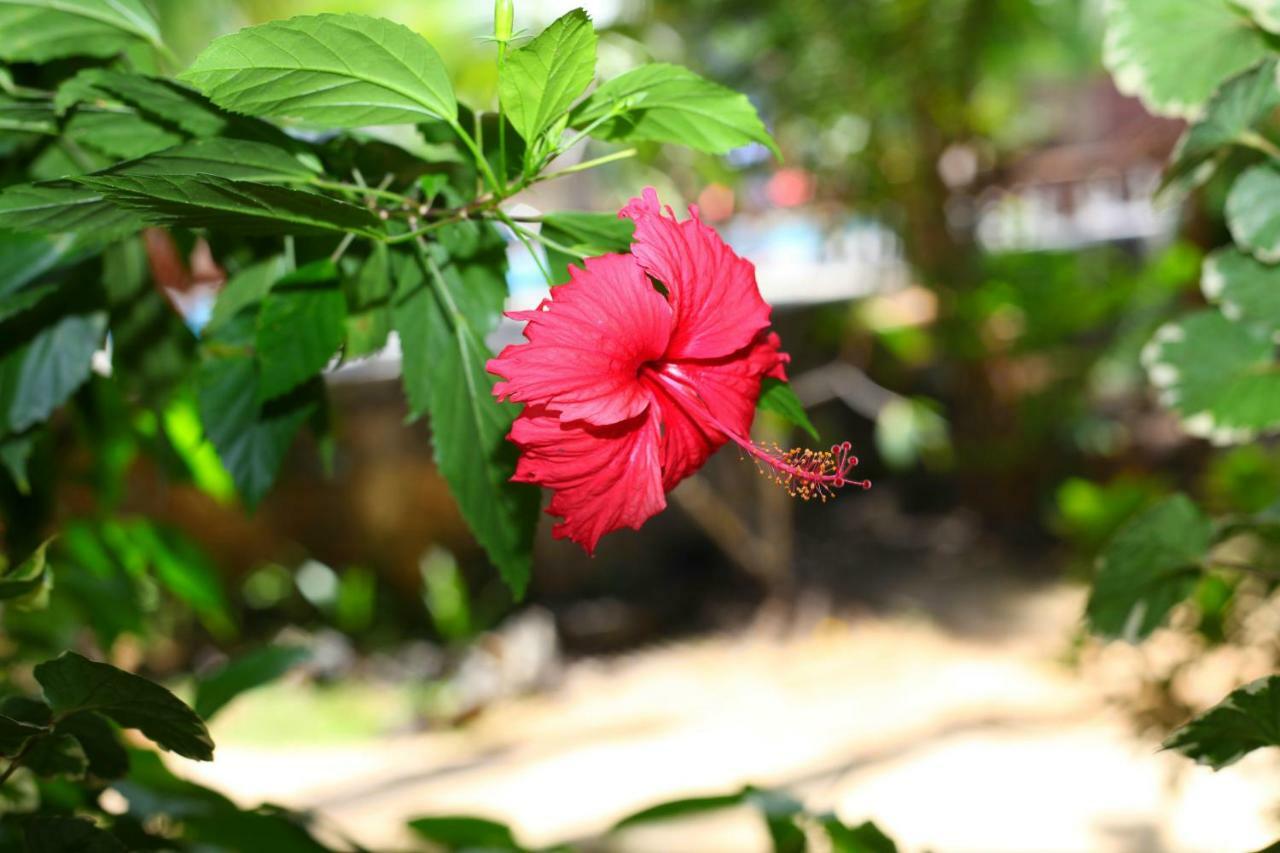 Green Garden Cabanas Tangalle Εξωτερικό φωτογραφία